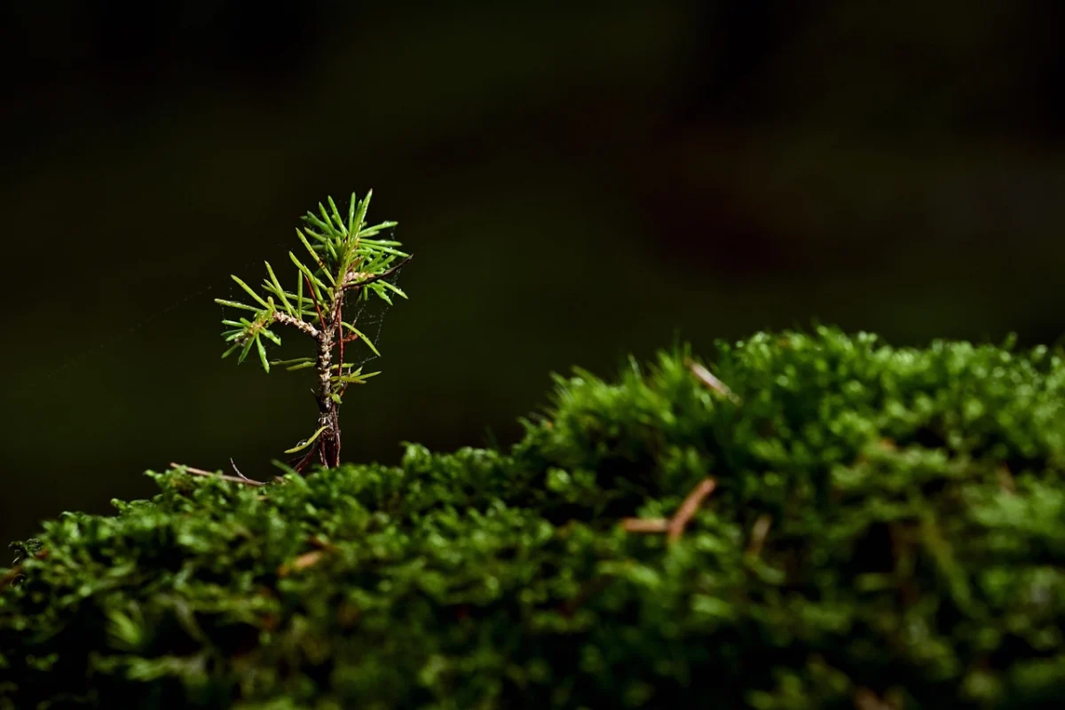 Growth mistakes avoid